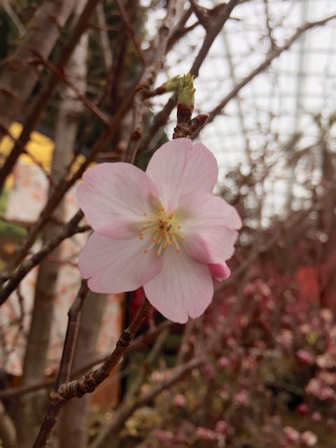 Cherry Blossoms 13