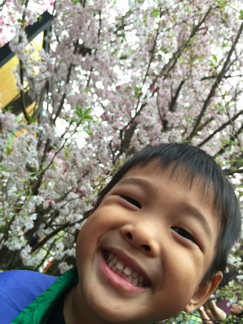 Cherry Blossoms 20