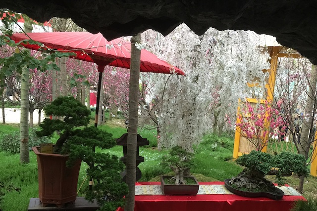 Cherry Blossoms 24