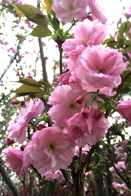 Cherry Blossoms 26