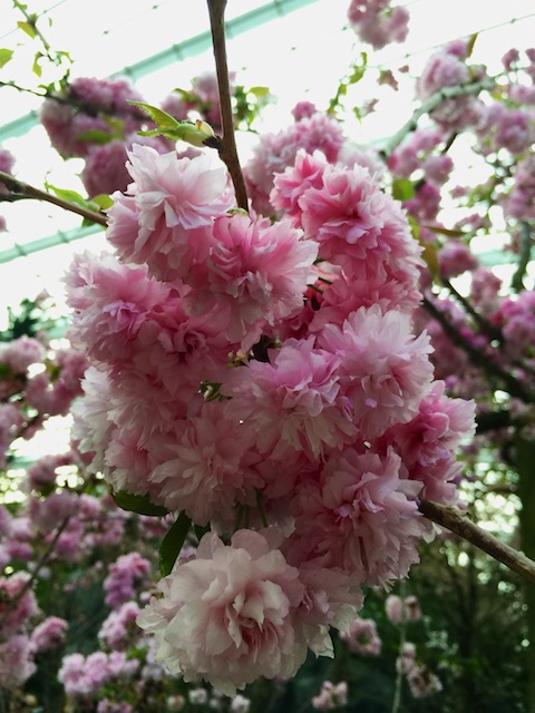 Cherry Blossoms 29