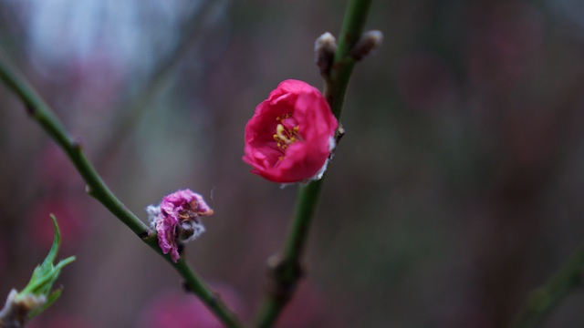 Flower Dometzun (4)